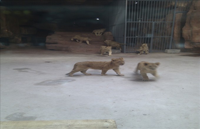 非洲獅1.jpg